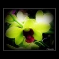 orchidée5.jpg