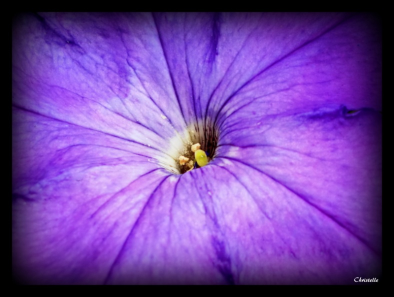 petunia violet