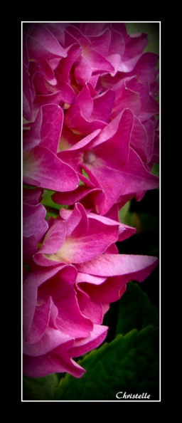 hortentia rose