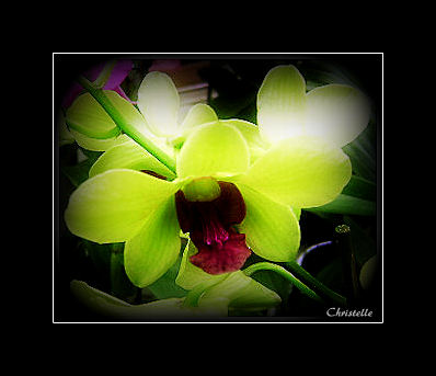 orchidée5.jpg