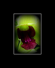 orchidée5-001.jpg