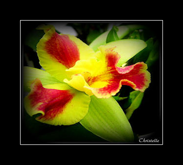 orchidée4.jpg